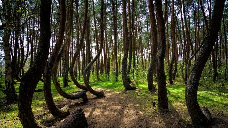 Destinations terrifiantes Forêt hantée d’Hoia-Baciu